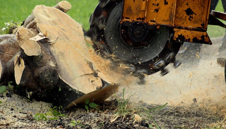 (c) Treeremoval-tuscaloosa.com